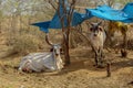 Ows, young,walking in a group,Cow cattle rest in countryside of india,selective focus Royalty Free Stock Photo