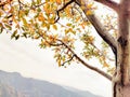 Owsam out door view Himalayan region beautiful tree with their colourful leafs under the sky