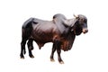 Ox bull looing straight ahead Royalty Free Stock Photo