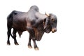 ox bull looing straight ahead Royalty Free Stock Photo