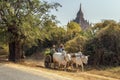 Ox cart carrying burmese family on dusty road in Bagan, Myanmar
