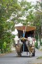 The ox-cart crosses the paved road