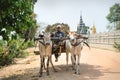 Ox cart with local man and hay on road in front of Wat Krabi Riel Pagoda, Siem Reap Province, Cambodia