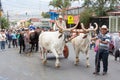 Ox-cart parade