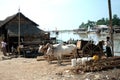 Ox cart at riverside in Kyaikto city,Myanmar.