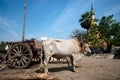 Ox cart at riverside in Kyaikto city,Myanmar.