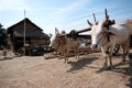 Ox cart at riverside in Kyaikto city, Myanmar.