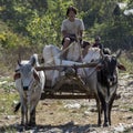 Ox and Cart - Inle - Myanmar (Burma)