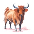 Ox in cartoon style. Cute Little Cartoon Ox isolated on white background. Watercolor drawing, hand-drawn Ox in watercolor. For Royalty Free Stock Photo