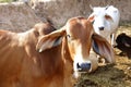 Ox in corral is looking and standing with white ox in behind