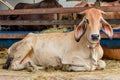 Ox or cow lay down on ground in farm. Royalty Free Stock Photo