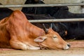 Ox or cow sleeping, lying and rest on ground in farm. Royalty Free Stock Photo
