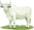 OX COW VECTOR STAND ON GRASS