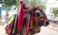 An ox is decorated with various stuffs looking religiously traditional