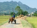 Ox dragging a cart in paddy fields Royalty Free Stock Photo