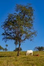 An ox eating grass under a tree. Royalty Free Stock Photo