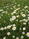 Ox Eye Daisies Royalty Free Stock Photo