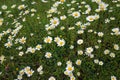 Ox Eye Daisies in a meadow Royalty Free Stock Photo