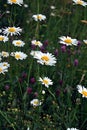 Ox-eye daisies on meadow Royalty Free Stock Photo