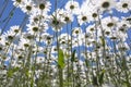 Ox-eye daisies in summer Royalty Free Stock Photo
