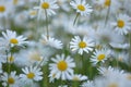 Ox-eye daisies in summer Royalty Free Stock Photo