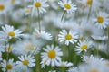 Ox-eye daisies in summer