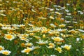 Ox-Eye Daisies in sunshine