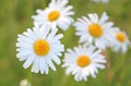 Ox eye daisies in a wild flower meadow Royalty Free Stock Photo