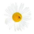 Ox-eye daisy flower with fly close up isolated Royalty Free Stock Photo