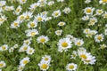 Ox-eye daisy flowers blooming in the garden Royalty Free Stock Photo
