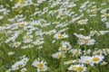 Ox-eye daisy flowers blooming in a meadow Royalty Free Stock Photo