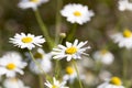 Ox-eye Daisy Flowers