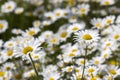 Ox-eye Daisy (Leucanthemum vulgare) in garden