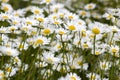 Ox-eye Daisy (Leucanthemum vulgare) in garden