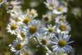 Ox-eye Daisy (Leucanthemum vulgare) in garden