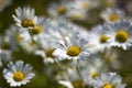 Ox-eye Daisy (Leucanthemum vulgare) in garden