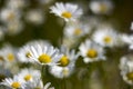 Ox-eye Daisy (Leucanthemum vulgare) in garden