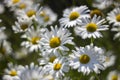 Ox-eye Daisy (Leucanthemum vulgare) in garden