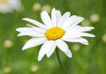 Ox-eye daisy