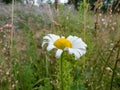 The ox-eye daisy, dog daisy or marguerite (Leucanthemum vulgare) with white florets and yellow center Royalty Free Stock Photo