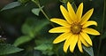 Ox-Eye Heliopsis helianthoides tall sunflower like