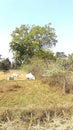 The Ox are grazing in field inside tree Royalty Free Stock Photo