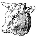 Ox Head was designed by Habenschaden of Munchen, vintage engraving