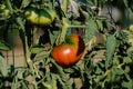 Ox heart tomatoes in an ecological garden with mulching and biodegradable link, Solanum lycopersicum, cuor di bue