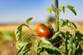 Ox heart tomatoes in an ecological garden with mulching and biodegradable link, Solanum lycopersicum, cuor di bue