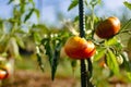 Ox heart tomatoes in an ecological garden with mulching and biodegradable link, Solanum lycopersicum, cuor di bue