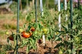 Ox heart tomatoes in an ecological garden with mulching and biodegradable link, Solanum lycopersicum, cuor di bue