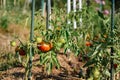 Ox heart tomatoes in an ecological garden with mulching and biodegradable link, Solanum lycopersicum, cuor di bue