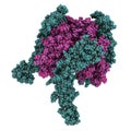 OX40-OX40L complex (extracellular domains). OX40 is also known as tumor necrosis factor superfamily member 4 (TNFRSF4) or CD134.