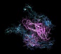 OX40-OX40L complex (extracellular domains). OX40 is also known as tumor necrosis factor superfamily member 4 (TNFRSF4) or CD134.